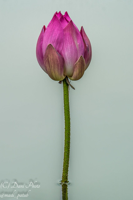 Young Pink Lotus