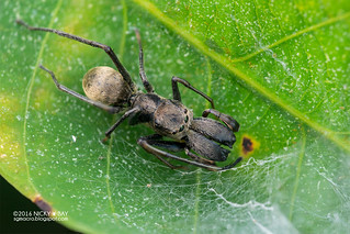 Ant-mimic jumping spider (Toxeus maxillosus) - DSC_1962