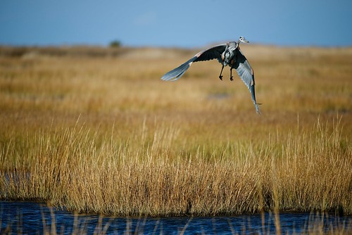 beach heron nature outdoors nikon wildlife flight delaware “shorebirds” “primehooknationalwildliferefuge” “primehook” “nikond610” “sussexcounty” “randyroberts” 57rroberts