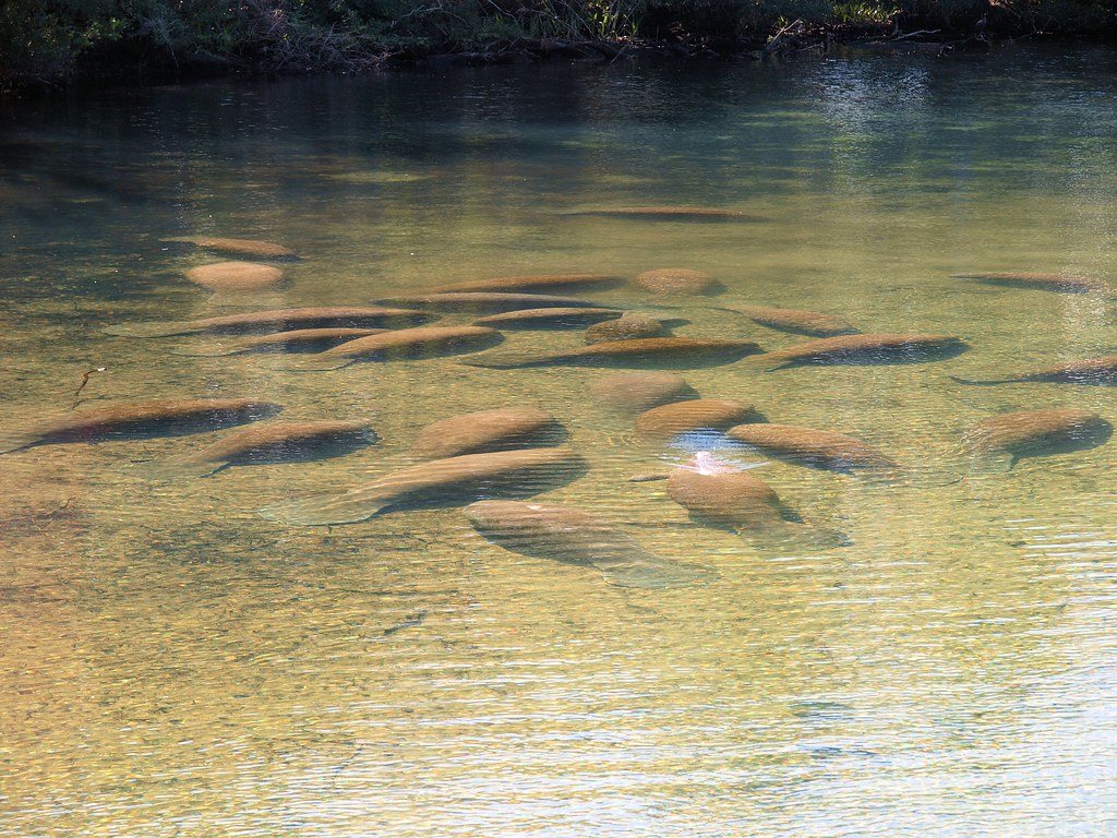 Manatees at Homosassa Springs Wildlife State Park