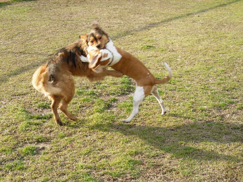 dog tussle at the park