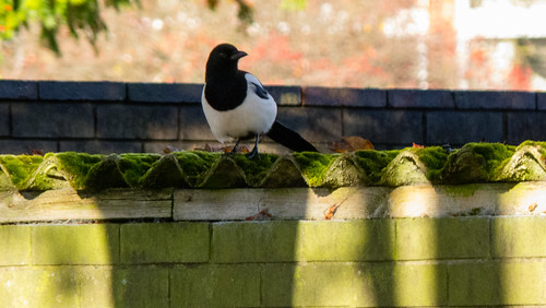 Magpie keeping a watchful eye