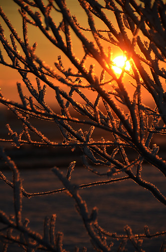 november autumn winter canada fall sunrise alberta westlock 2014 十一月 11月 霜月 カナダ shimotsuki アルバータ州 frostmonth jūichigatsu 平成26年
