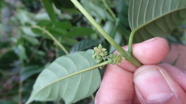 Maesopsis eminii (2)