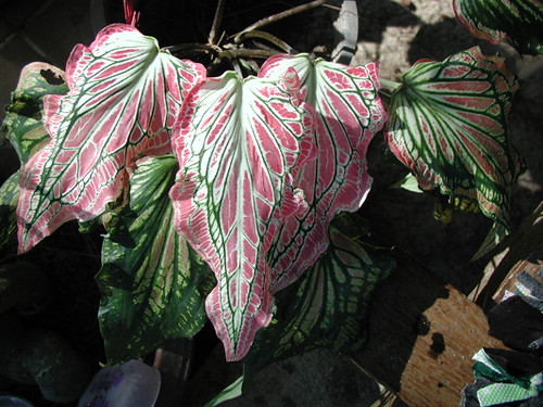 2004_0166_angels_wing_plant_resize