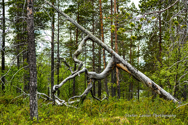 Art in Nature at Aanarjäu'rr (Inarijärvi)