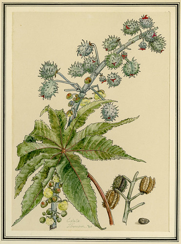 Botanical Drawing of Castor Oil Plant (Ricinus Communis) | Flickr