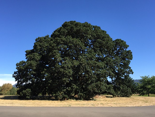 Ewing Young Oak.  Yamhill County outside of Newburg Oregon.  August 27 2016.