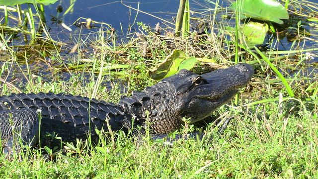 Everglades NP (Florida) - Alligator sunbathing