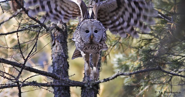 Ural Owl (Strix uralensis) Хув ууль