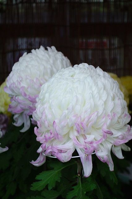 Chrysanthemum / 菊