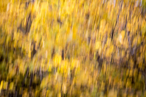 autumn canada painterly abstract fall yellow rural movement alberta panning gwynne