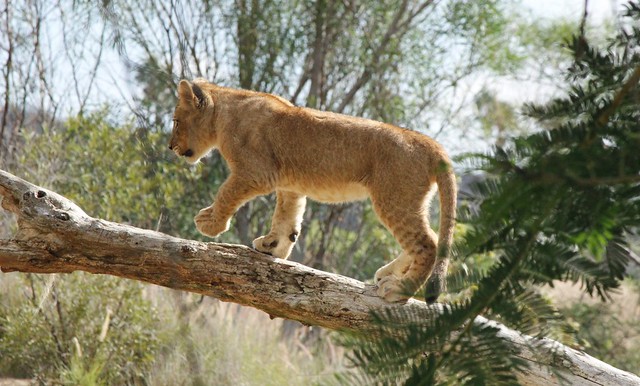 African Lion cub - going out on a limb