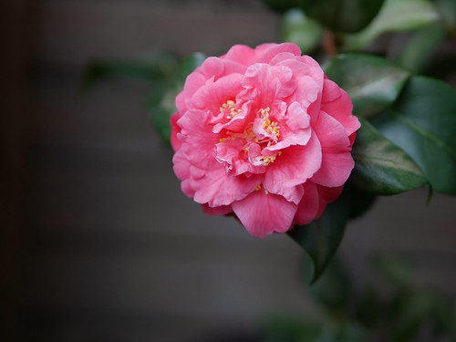 Camellia | by Chenyueling