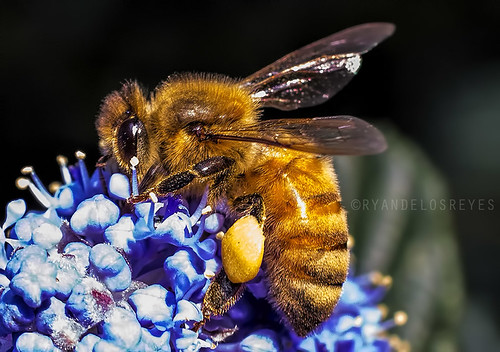 Macro-  Bee | by BellRoast