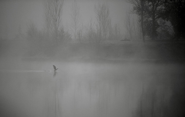 Cormoran dans la brume