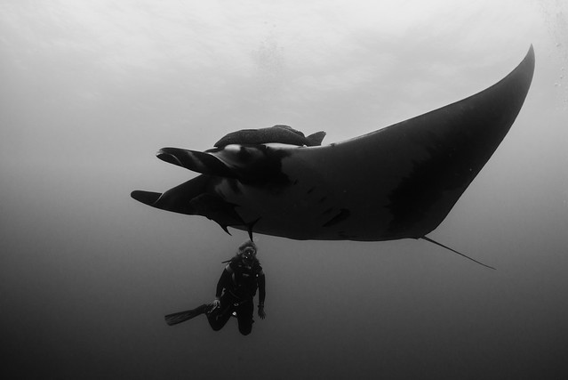 A diver watches a manta do a 