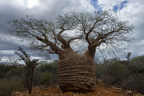 Baobab | by -savoche-