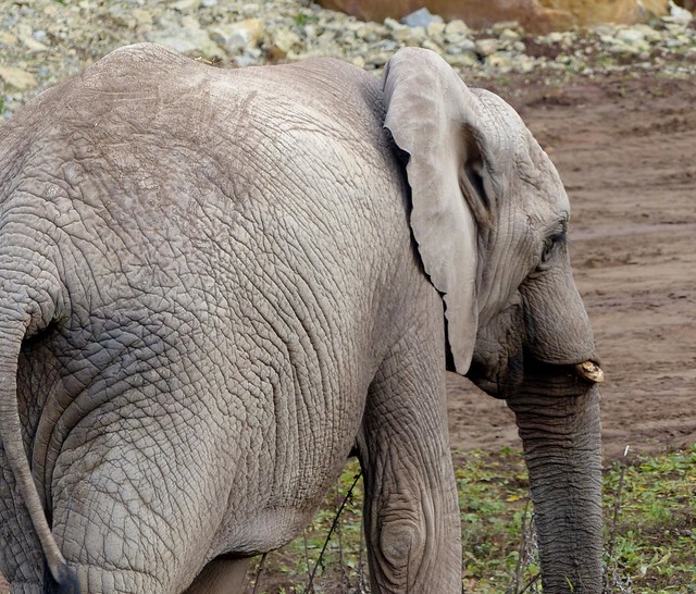 Afrikanischer Steppenelefant***African elephant***Loxodonta africana