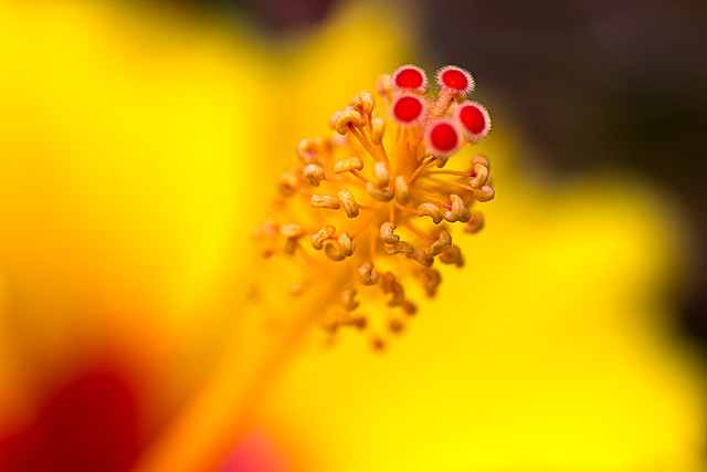 Stamen of Yellow Hibiscus(무궁화의 수술)
