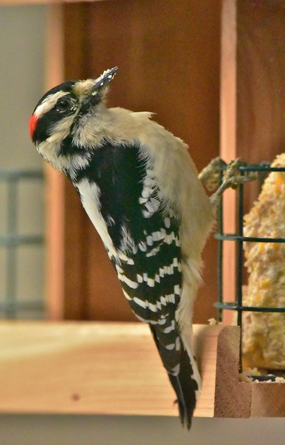 Male Downy Woodpecker with suet on his beak