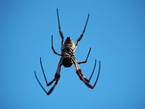 kaptainkobold spider bug blue sky arachnid