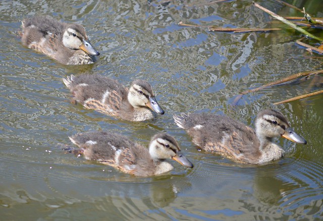 four little ducklings