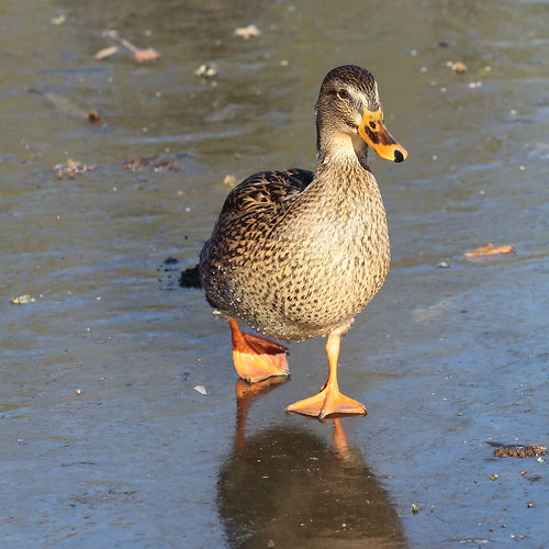 park bird duck mallard waterfowl washingtonstate yakimawashington