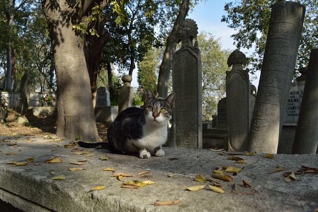 gatos y tumbas