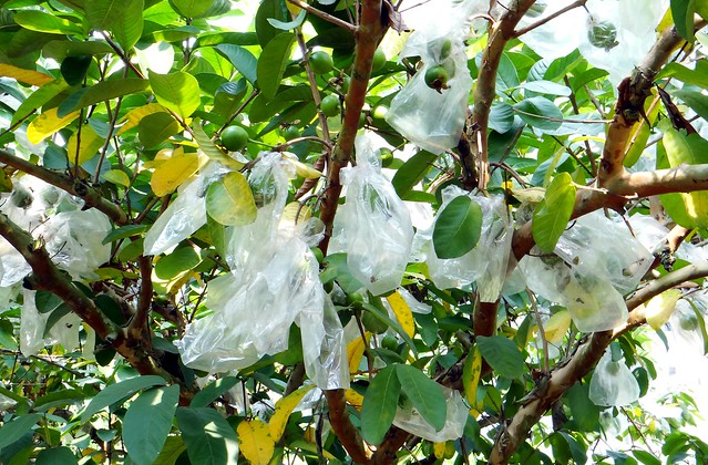 GUAVA  #17  (with Fruit Fly Exclusion Bags)