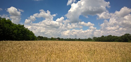 nature nuvole grano galliate