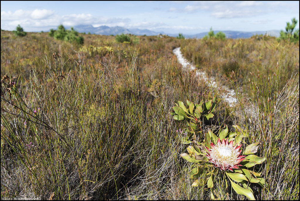 Protea along the trail