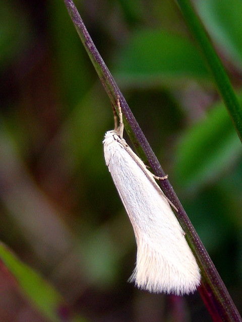 Micro Moth - Elachista argentella
