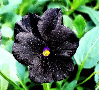 pansy | I have never seen black pansies and had to have them… | Flickr