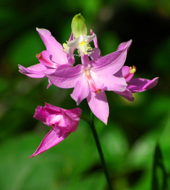 Flower in Buckhorn State Park