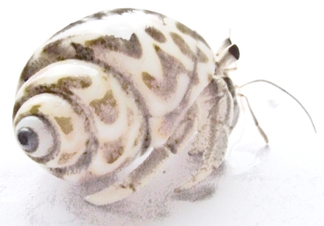 hermit crab in babylonia seashell