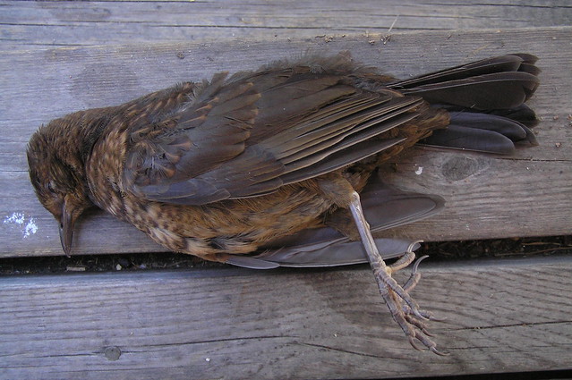 dead young blackbird