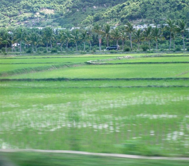Hainan, Sanya, rice-fields
