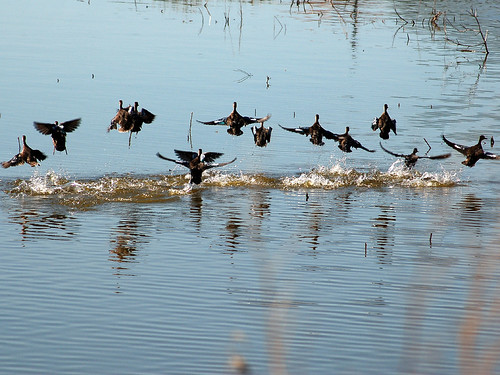 ducks wetlands waterfowl flowrbx bluewingedteal anasdiscors lincolnsalinewetlands