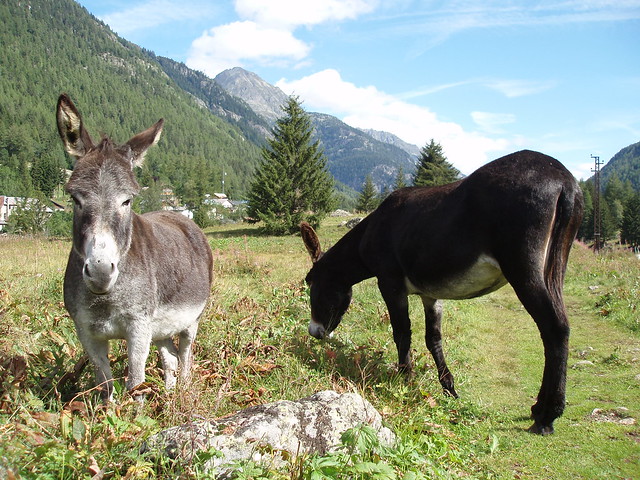 Alpine Donkeys.