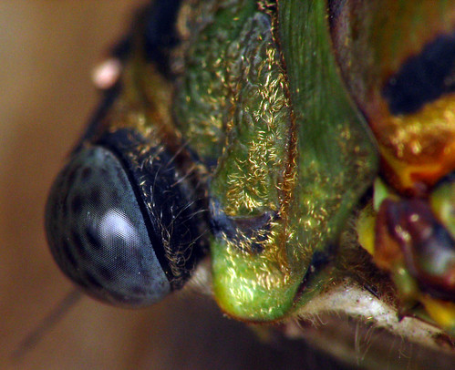 macro green eye bug cicada insect backyard dcr250 raynox rogersmith ccrrfd