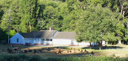 Garden Elk