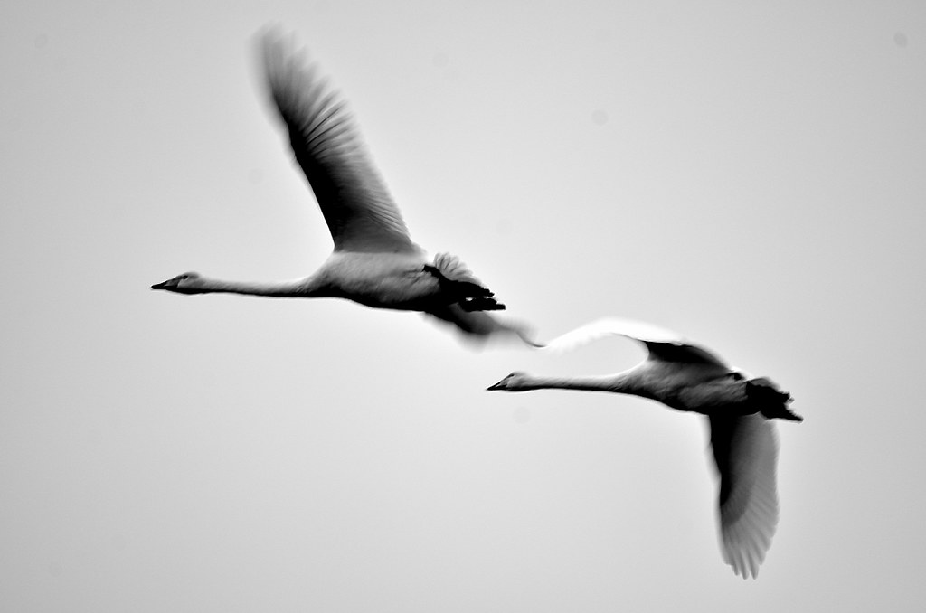 swans.