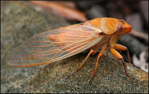 Yellow Monday cicada
