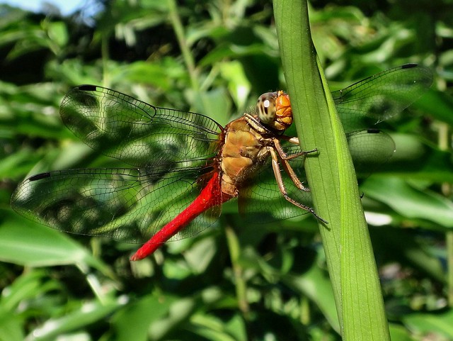 Shy Scarlet. Orthetrum testaceum, Scarlet Skimmer Dragonfly, Taman Tasik Perdana, Kuala Lumpur, Malaysia