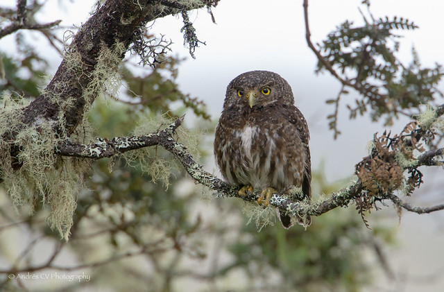 Buhito Andino / Andean Pygmy-owl