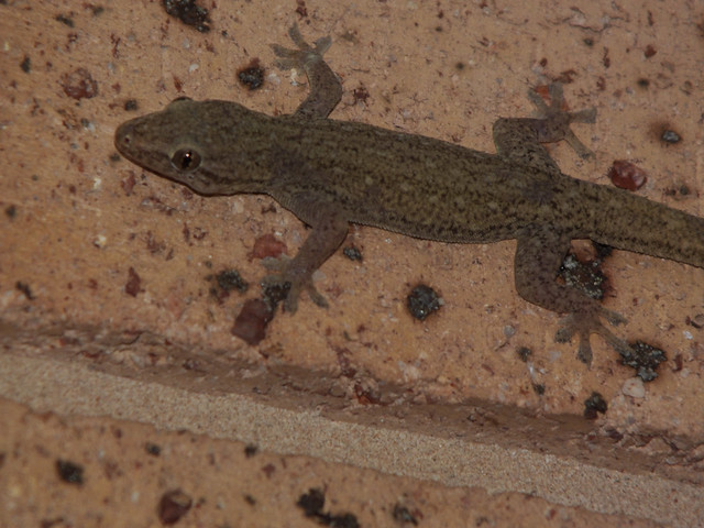 Gekkonidae Gecko DSCF5500