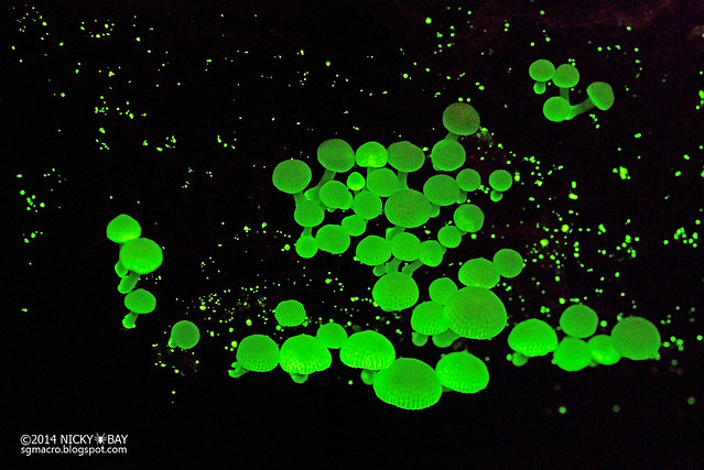 Bioluminescent fungi (Filoboletus manipularis) - DSC_2428