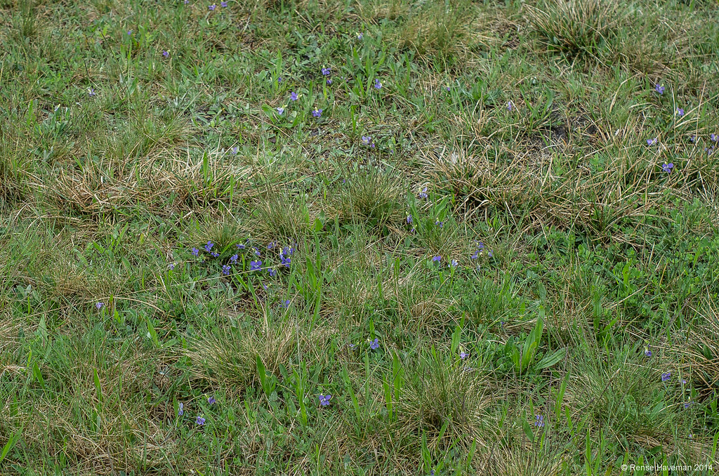 Viola canina in het Polygalo-Nardetum