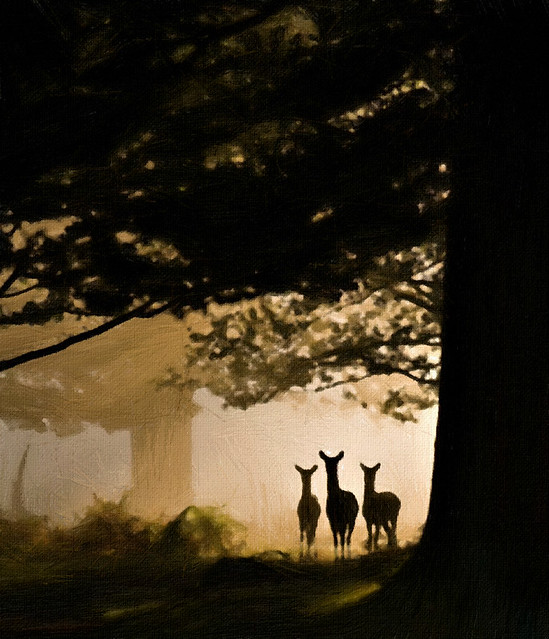 Deer in the Morning
